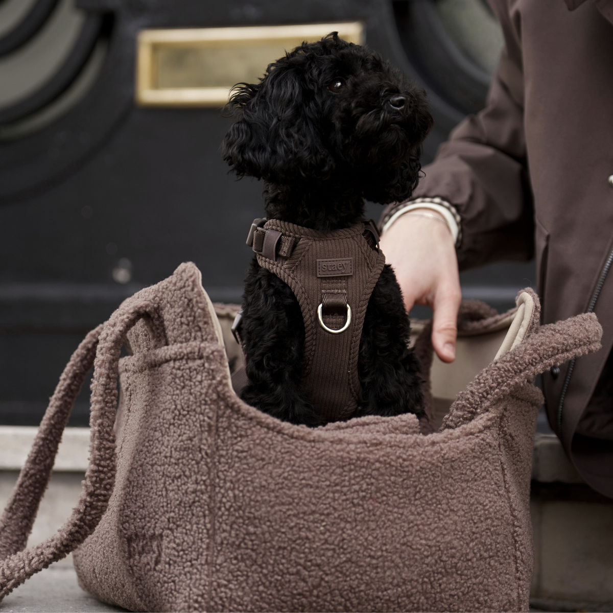 Black poodle sitting in the brown teddy Clara carrier bag