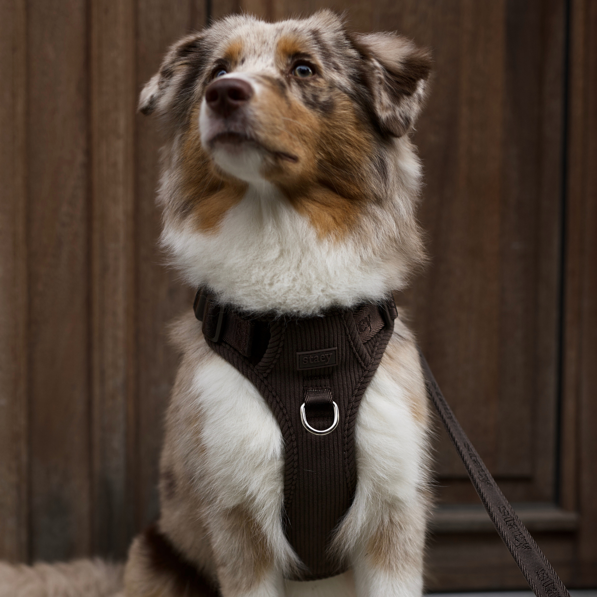 Elma Hundesele | Dark Oak 