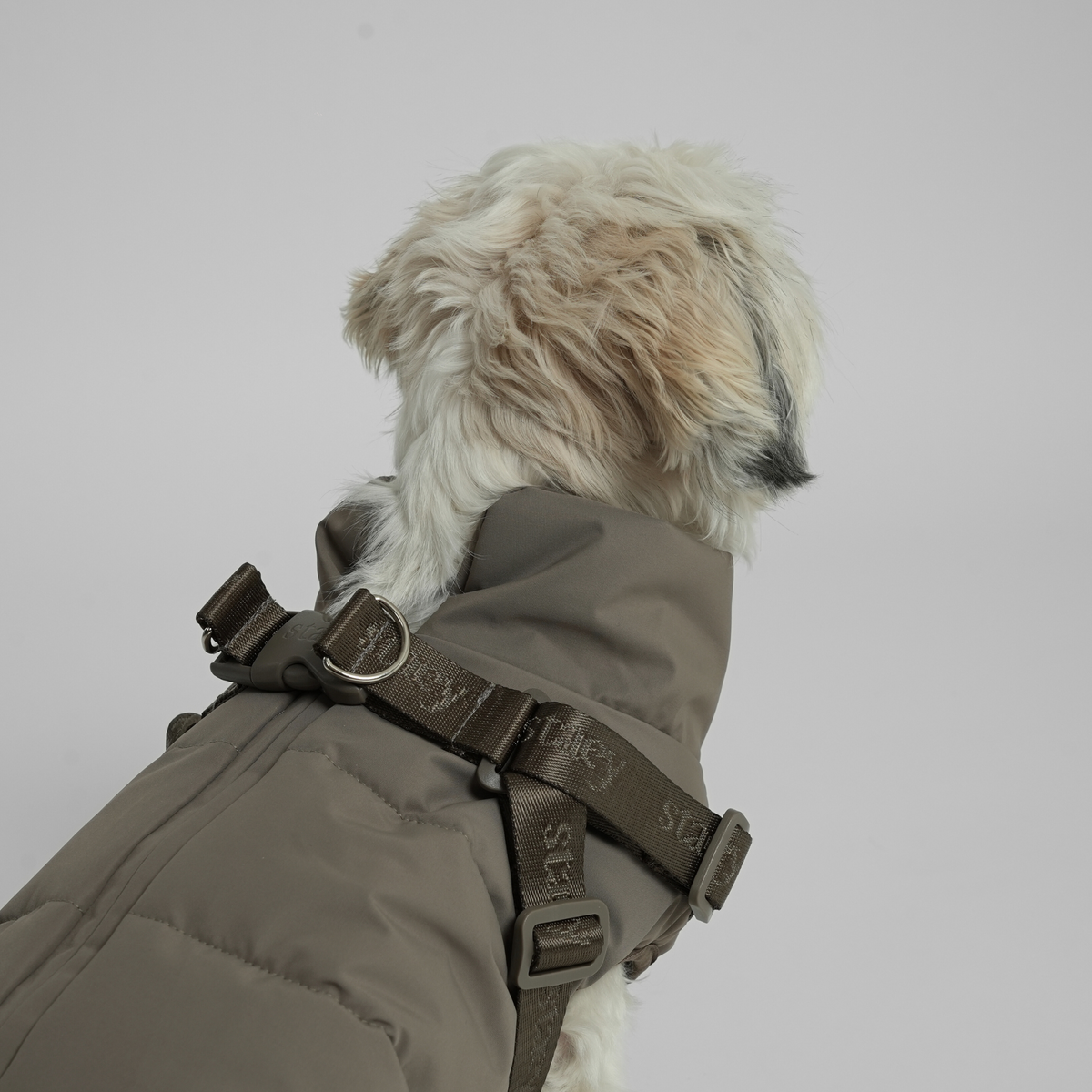 Shih tzu seen from behind in the moss green quilted coat with harness