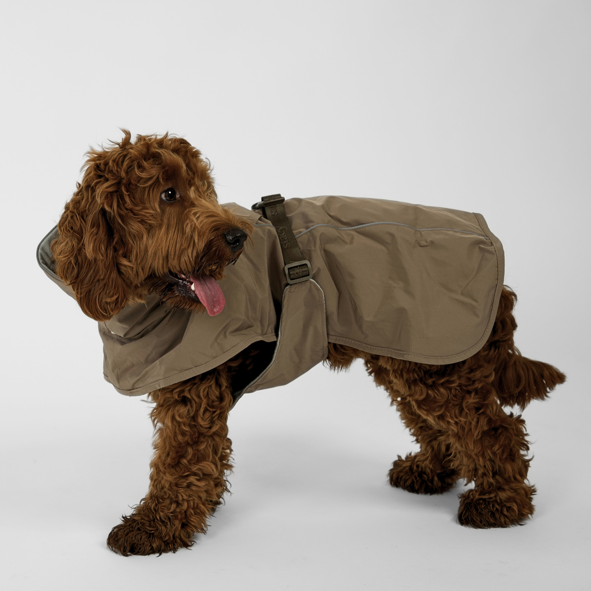 Cockapoo standing in the taupe Clara rain coat with its harness buckle