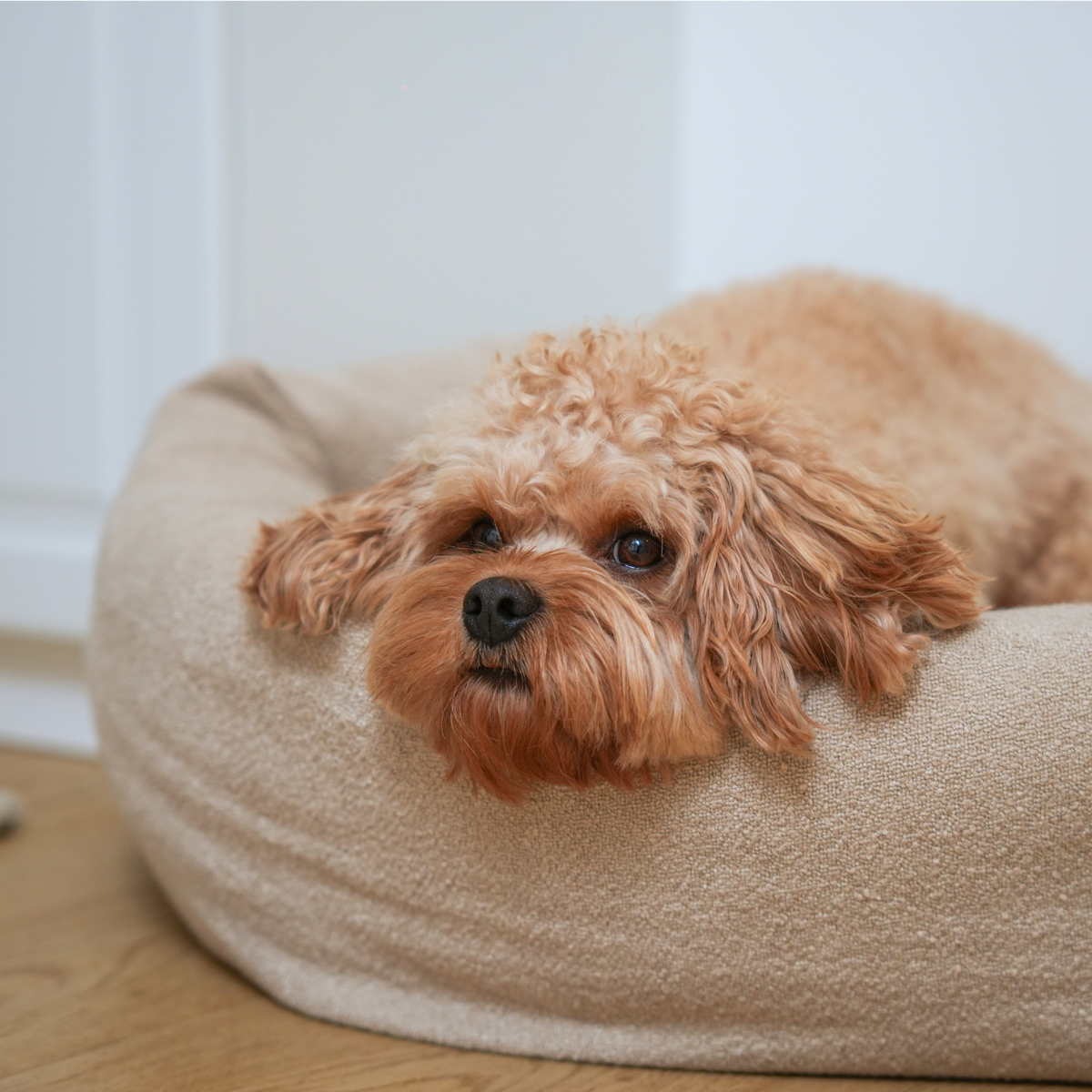 Apricot cockapoo resting in the oat bouclé Luna dog bed