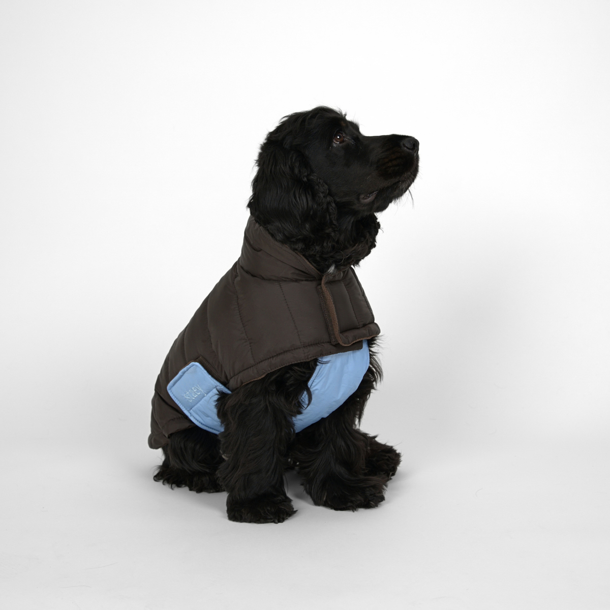 Nora Dog Coat | Espresso/Sky Blue