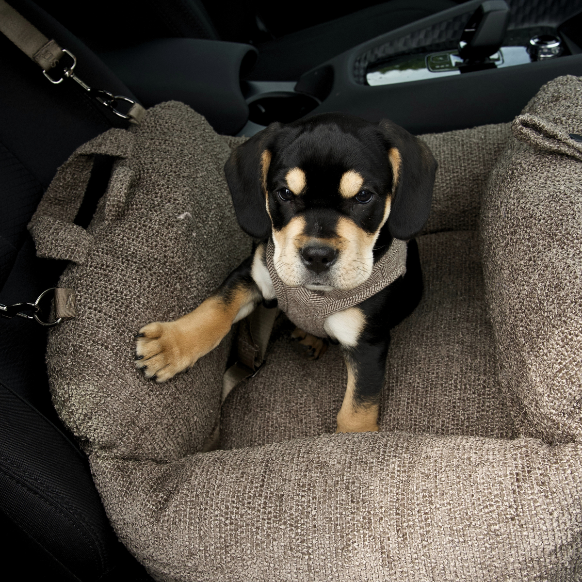 Black and tan puppy sitting in a taupe bouclé dog car seat in a car