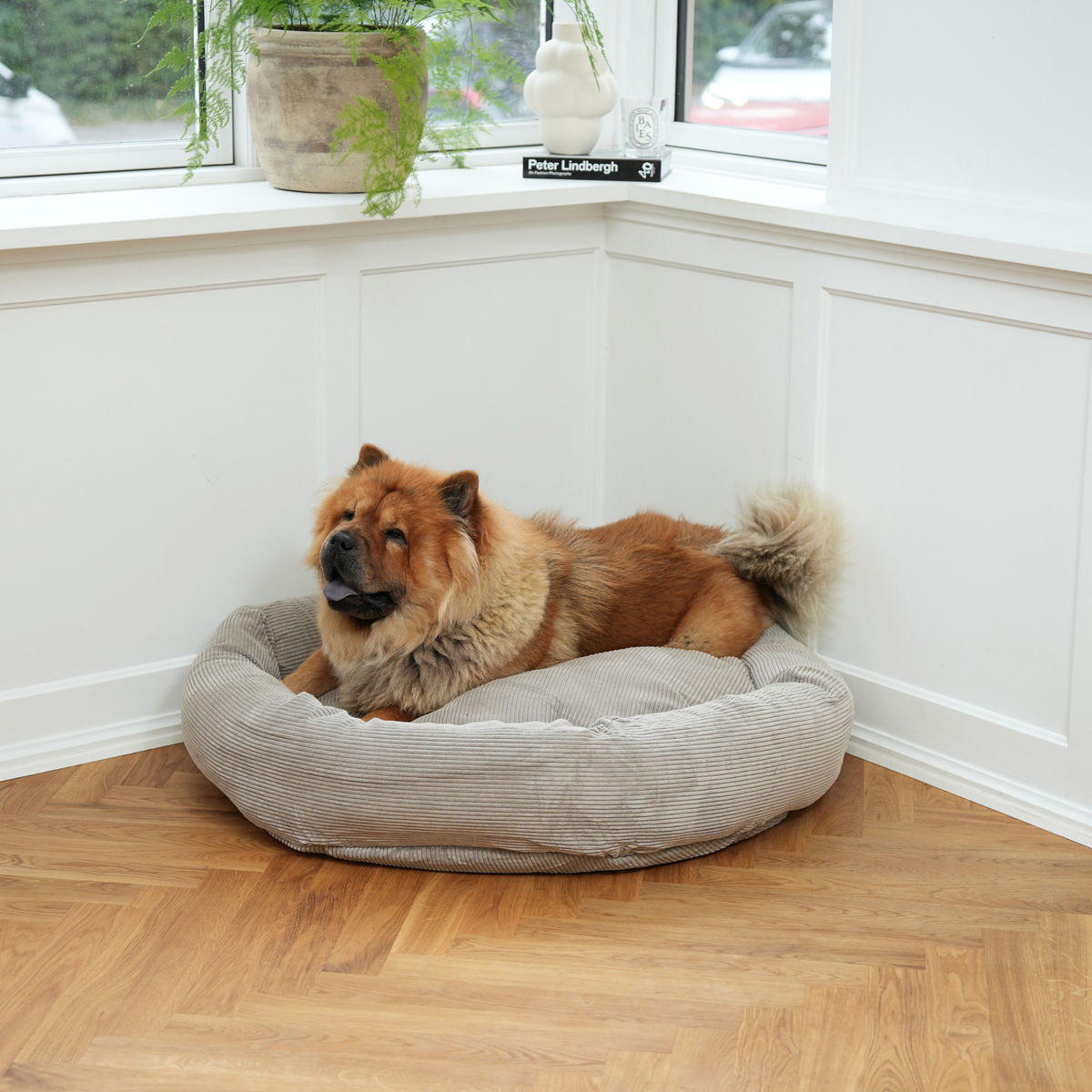 Chow chow lying in the dune corduroy dog bed in a corner by a window