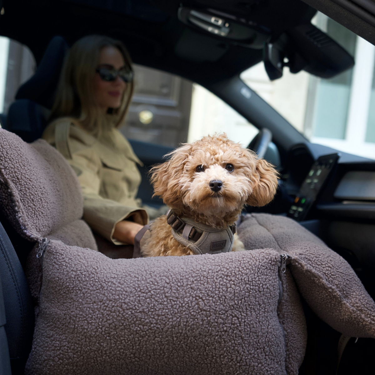 Cavapoo sitting in the Clara teddy car seat with the driver behind