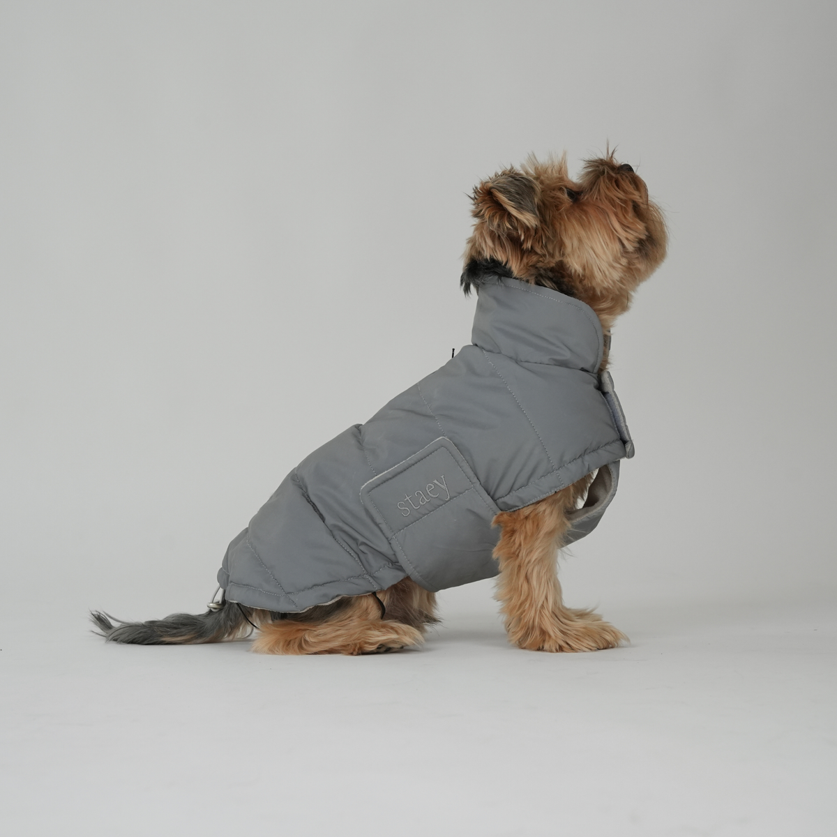 Yorkshire terrier sitting in a grey reflective quilted dog coat