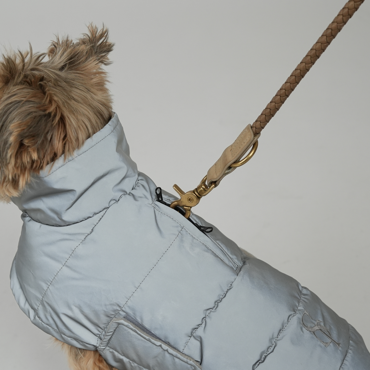 Yorkshire terrier on a lead in the grey reflective quilted coat