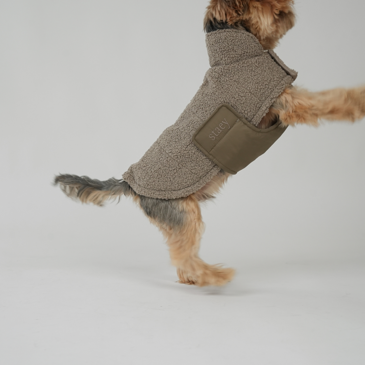 Yorkshire terrier walking in the taupe teddy dog coat
