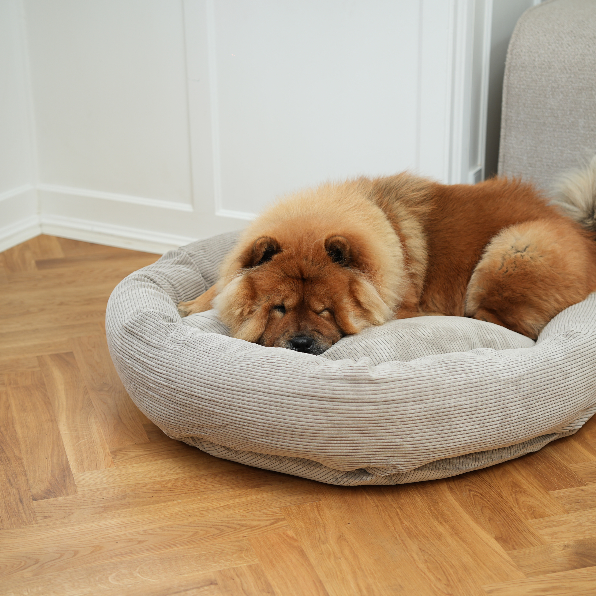 Luna Hundeseng 3.0 | Dune Corduroy 