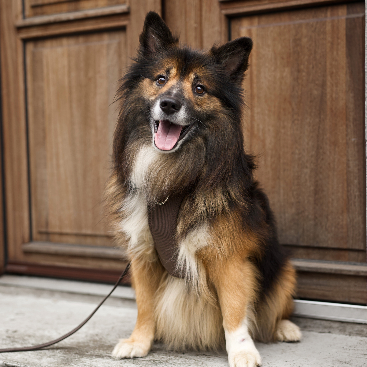 En trefarvet collie, der sidder på en dørtrin iført Elma-selen i dark oak