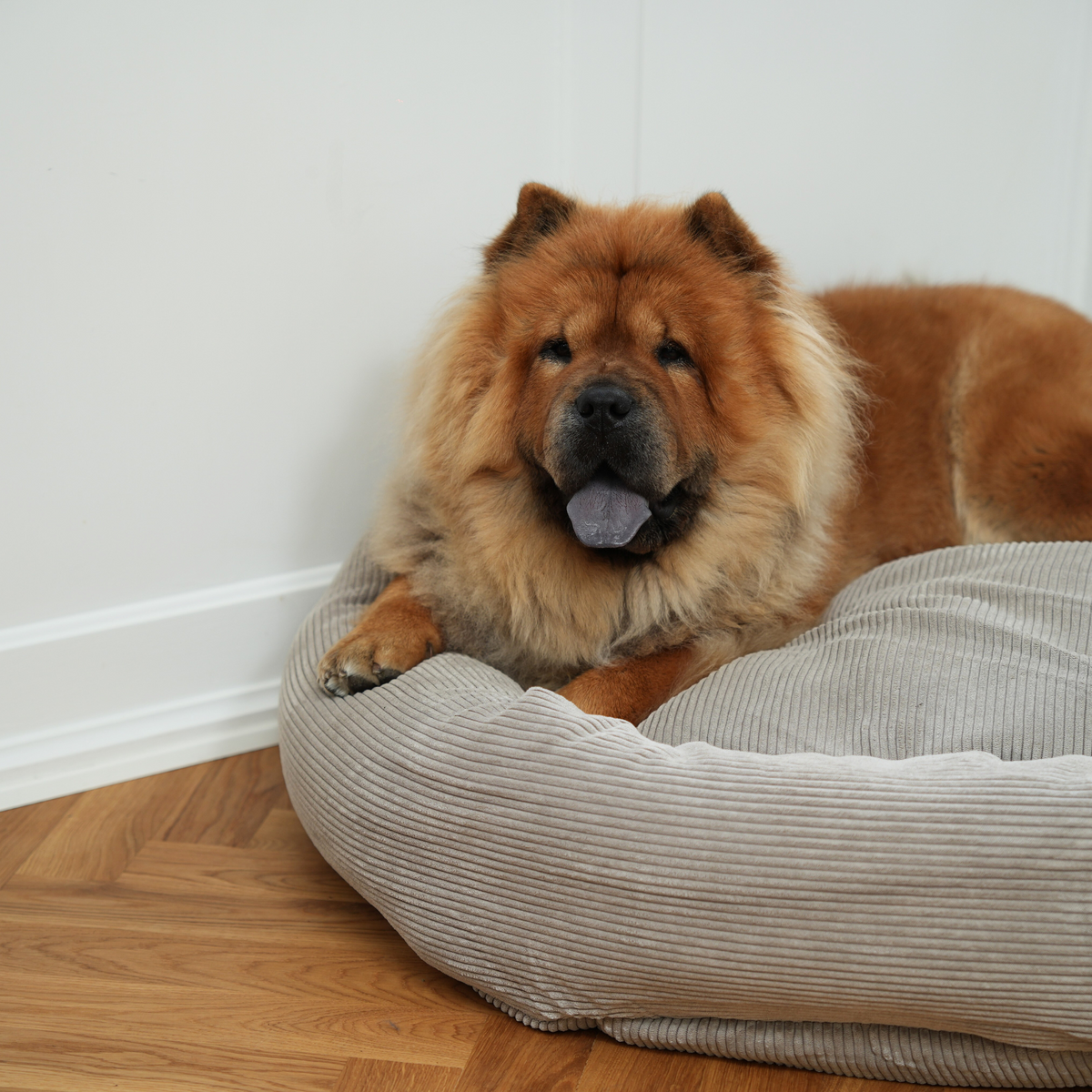 Chow chow lying in the dune corduroy dog bed on a parquet floor