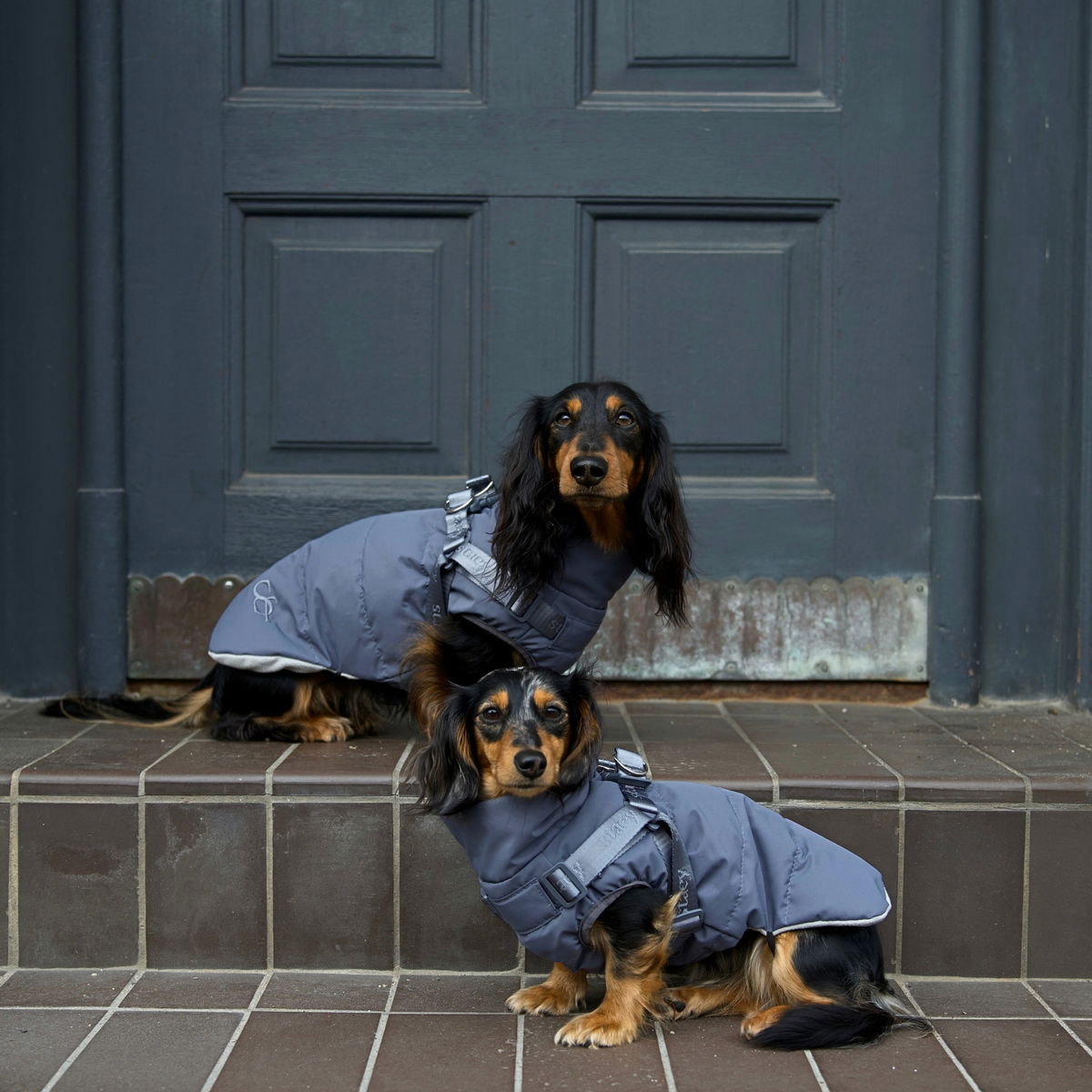 Vera hundefrakke m. Sele | Dusty Blue