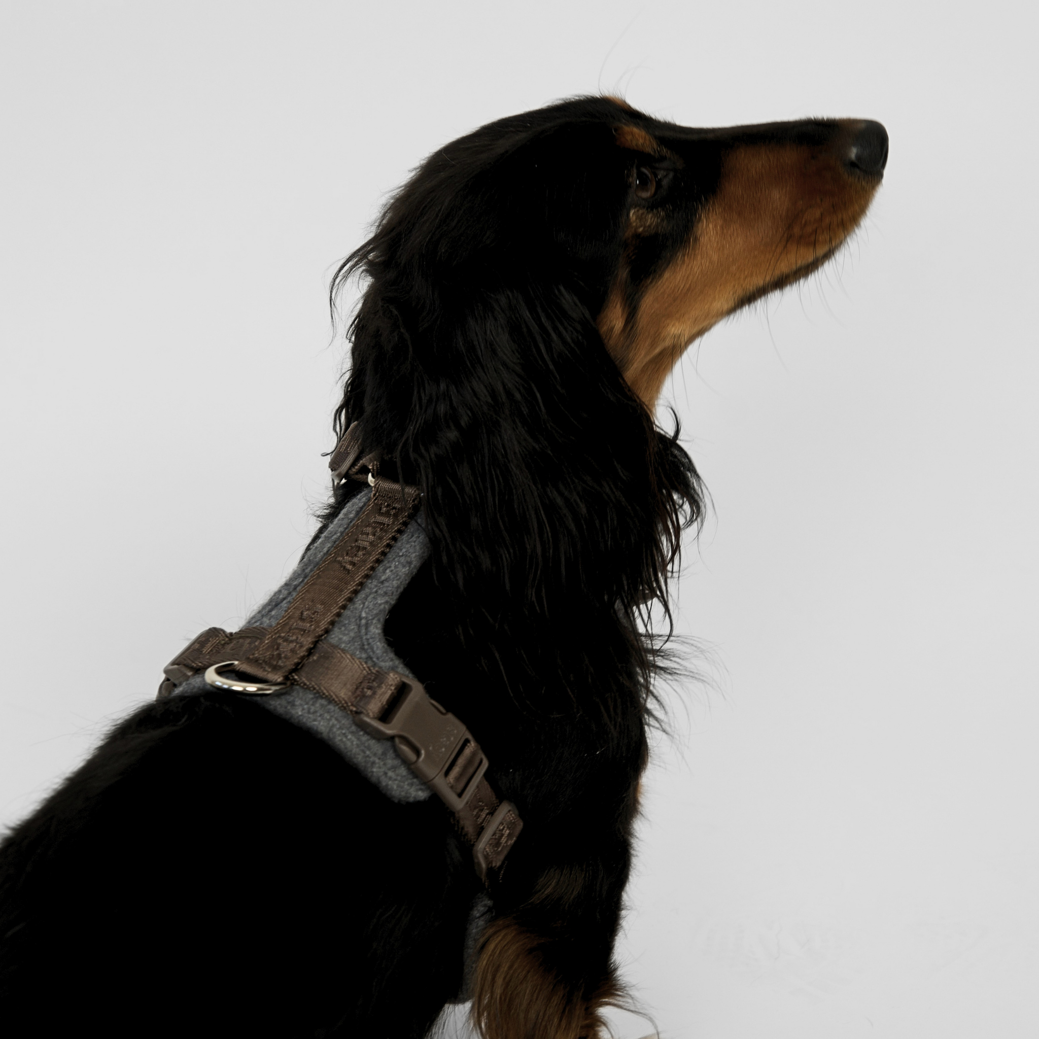 Numa Dog Harness | Stone