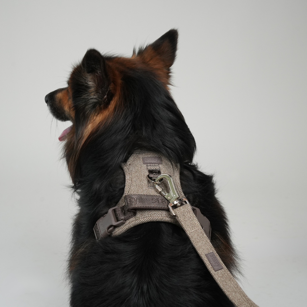 Elma Hundesnor | Mocca 