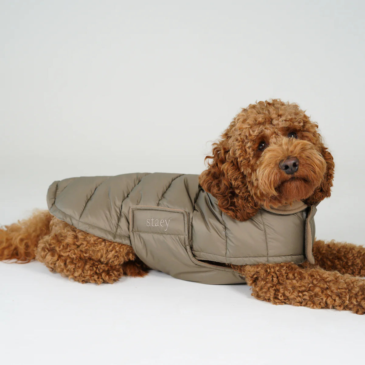 Apricot poodle lying down in the taupe quilted dog coat
