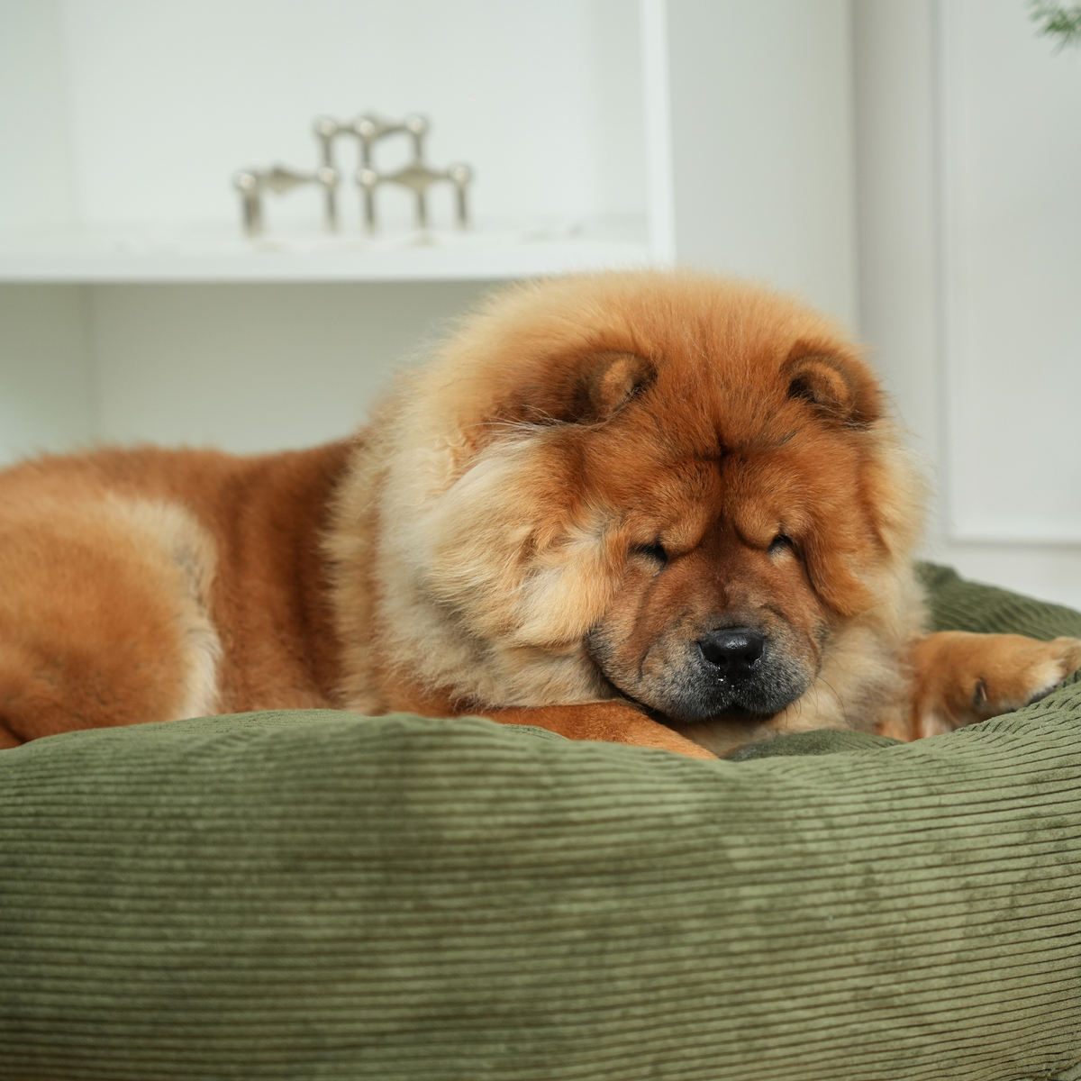 Chow chow sleeping in the moss green corduroy dog bed