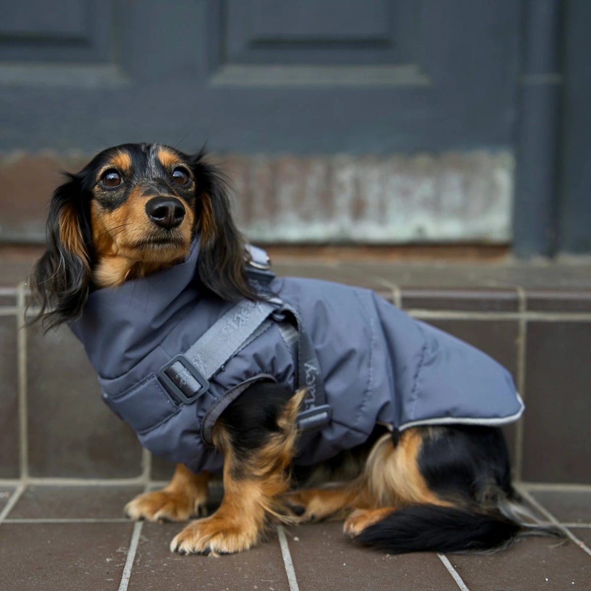 En gravhund, der sidder i Vera-hundefrakken