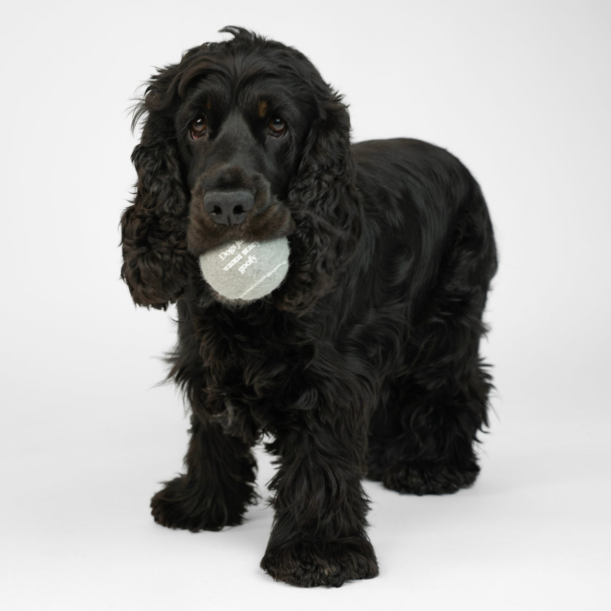 Squeaker ball | 2-pack
