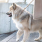 Staey, Hundesnor Reb | Natur